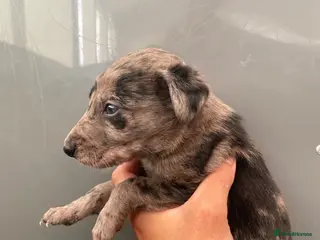 Lurcher dogs Stunning lurcher puppies - Advert 2