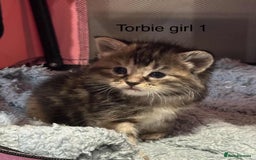 American Shorthair cats for sale: Mix litter docile well socialised kittens  - Image 1