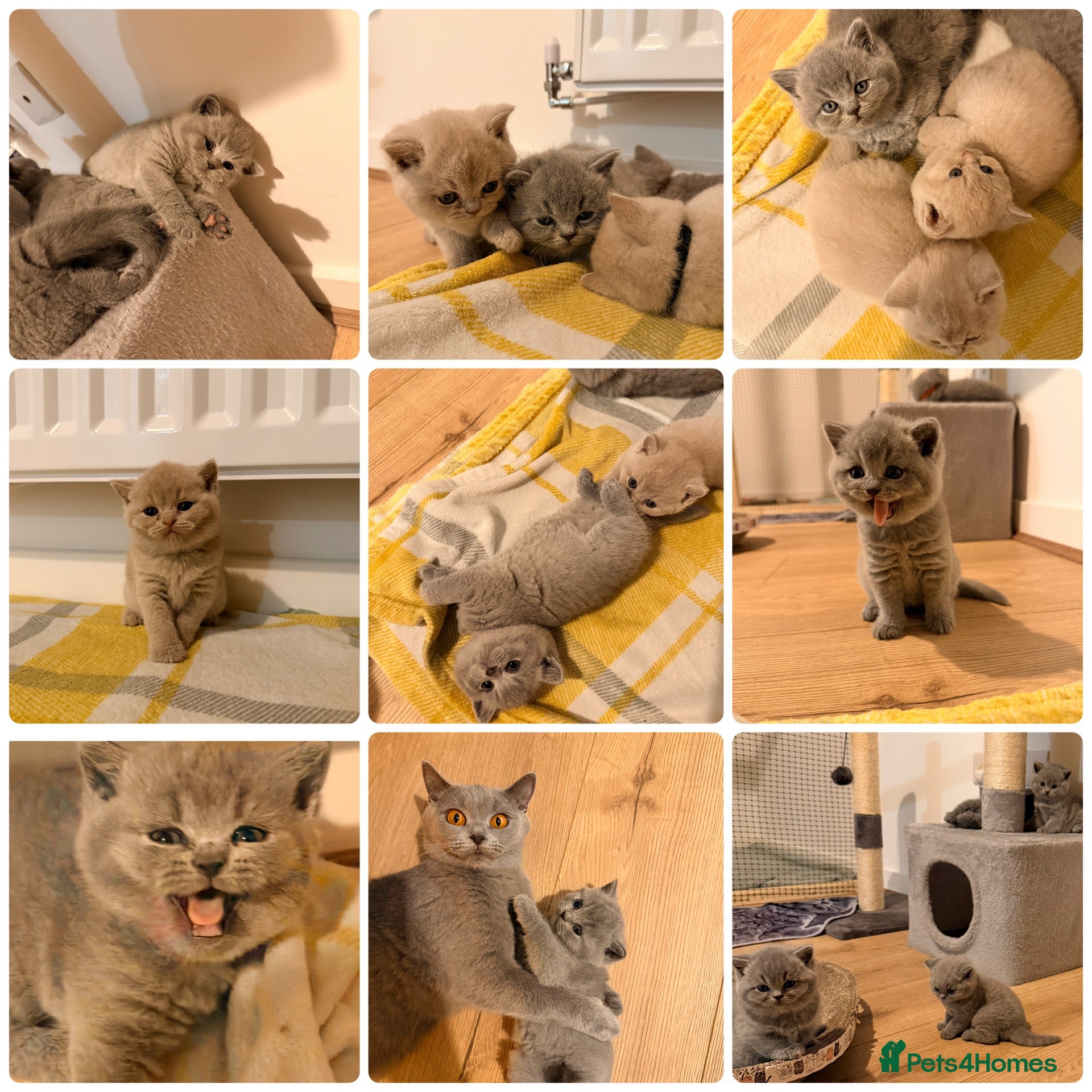 British Shorthair cats 👑 Stunning British Shorthair Kittens with GCCF 🐾 - Advert 1