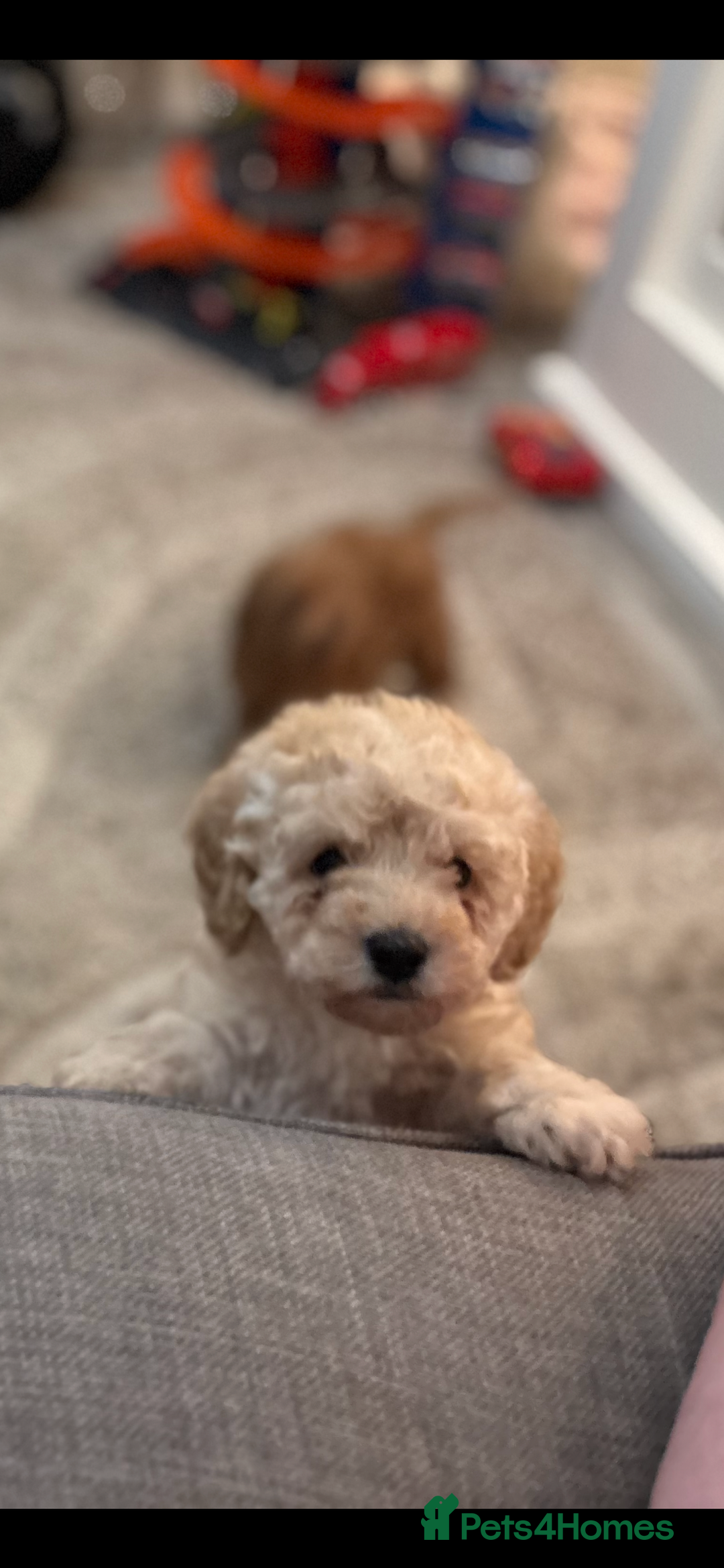 Toy Poodle dogs for sale: 3 stunning toy poodle females  - Advert 16