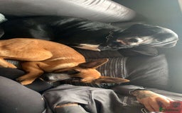 Belgian Shepherd Dog dogs for sale: Male  - Advert 7