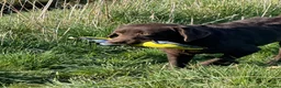 Labrador Retriever dogs for sale: KC Labrador puppies from health screened parents  - Advert 12