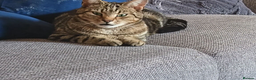 Bengal cats for sale: Simba Gorgeous Bengal boy - Advert 3