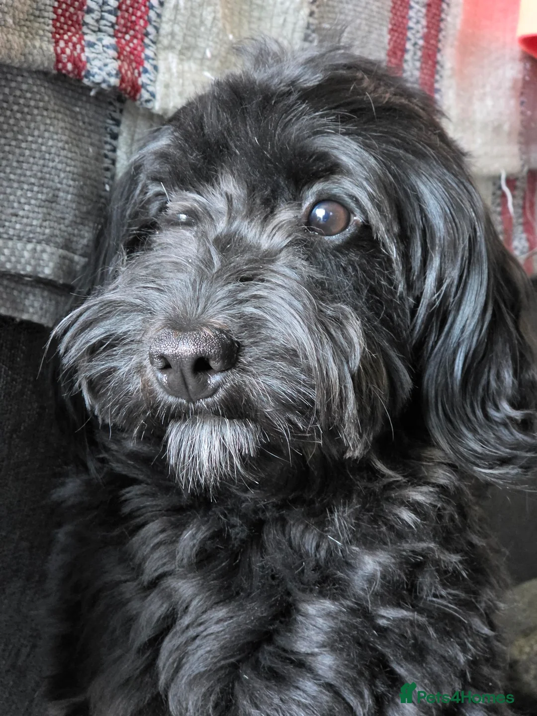 Cockapoo dogs for sale: Cockapoo Cross Terrier 2 year old male in Telford - Advert 8