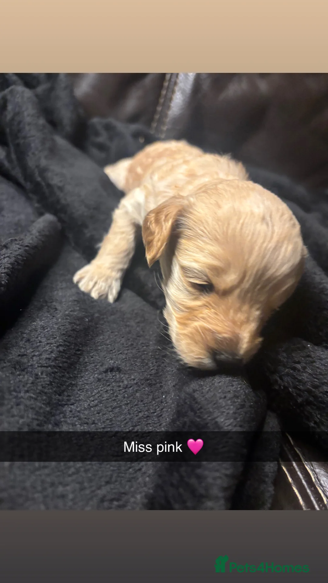 Cockapoo dogs for sale: f2 cockapoo puppies🐶 2 LEFT 1 merle boy - Advert 20