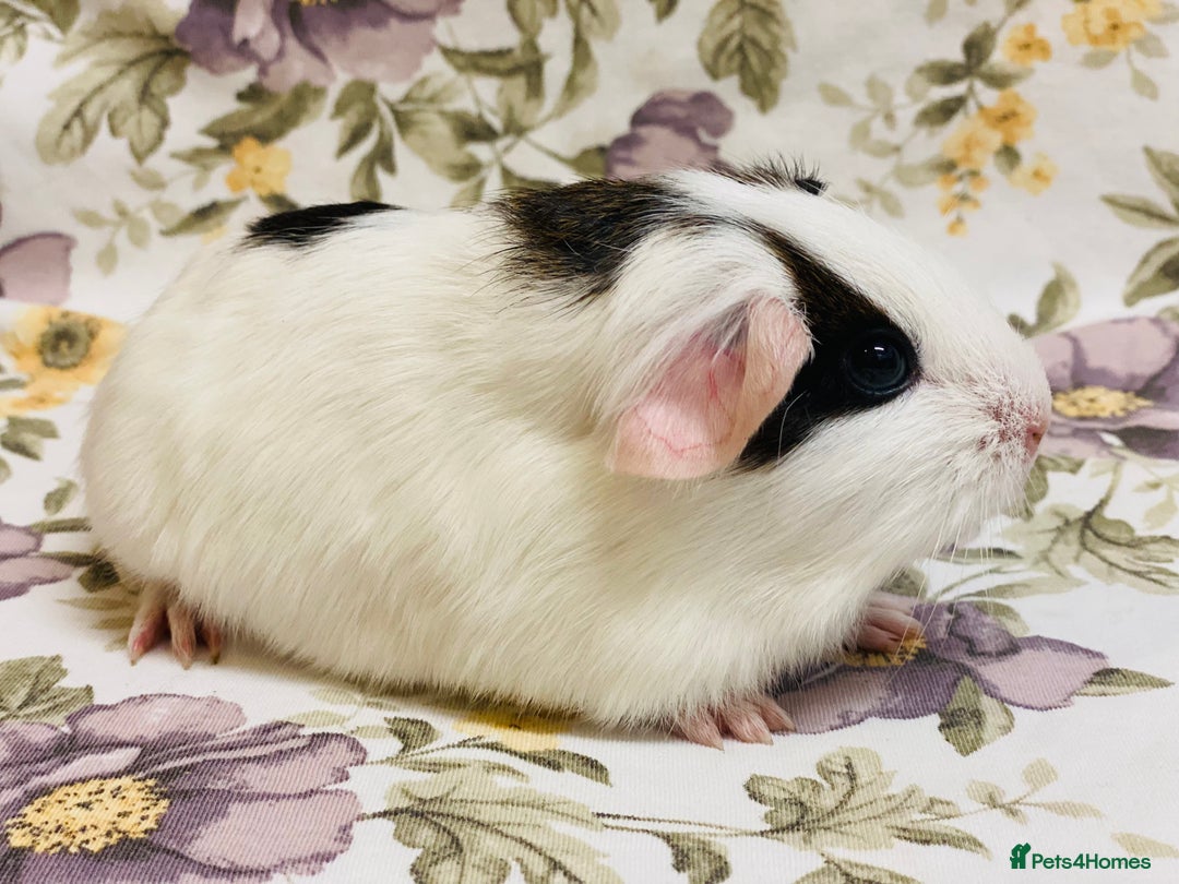 Guinea Pig rodents for sale: Pretty Baby boy Guineapigs ready to reserve  - Image 4