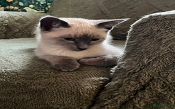 Oriental cats for sale: 5 STUNNING RAGAMESE KITTENS - Image 29