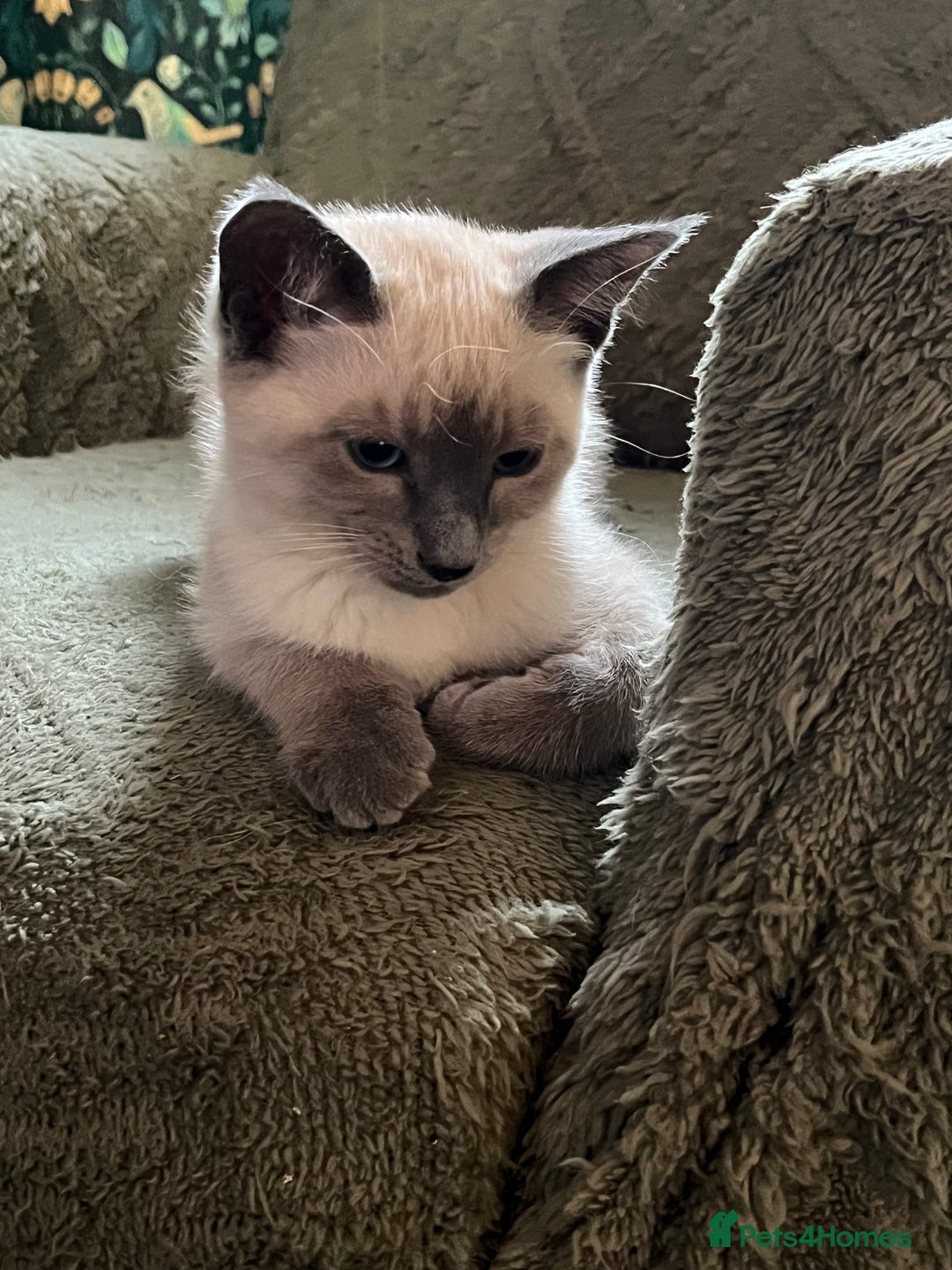 Oriental cats for sale: 5 STUNNING RAGAMESE KITTENS - Image 29
