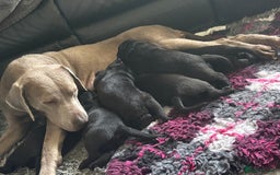 Labrador Retriever dogs for sale: Stunning litter of chunky black Labradors - Advert 24