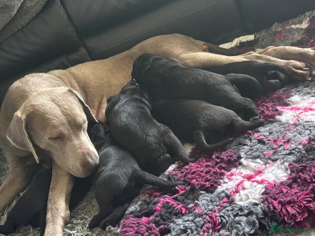 Labrador Retriever dogs for sale: Stunning litter of chunky black Labradors - Advert 24