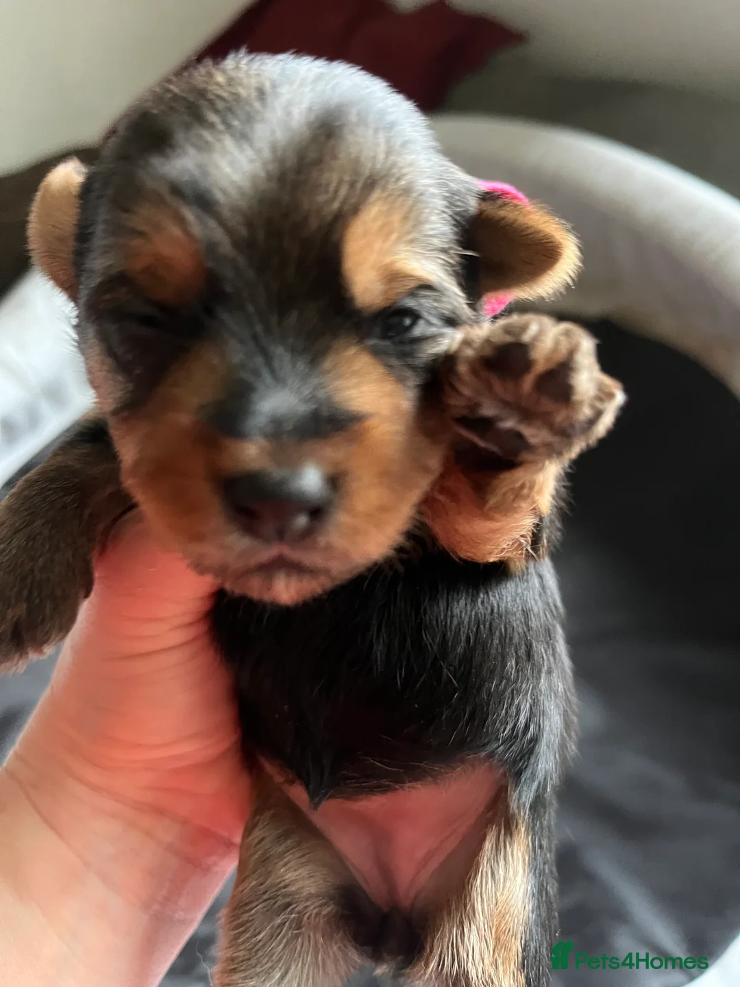 Yorkshire Terrier dogs for sale: Beautiful Yorkshire Terrier puppies - Advert 11