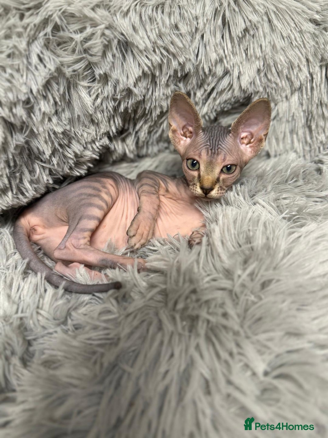 Sphynx cats for sale: TICA Reg Sphynx Kittens, Extensive Genetic Testing - Advert 19