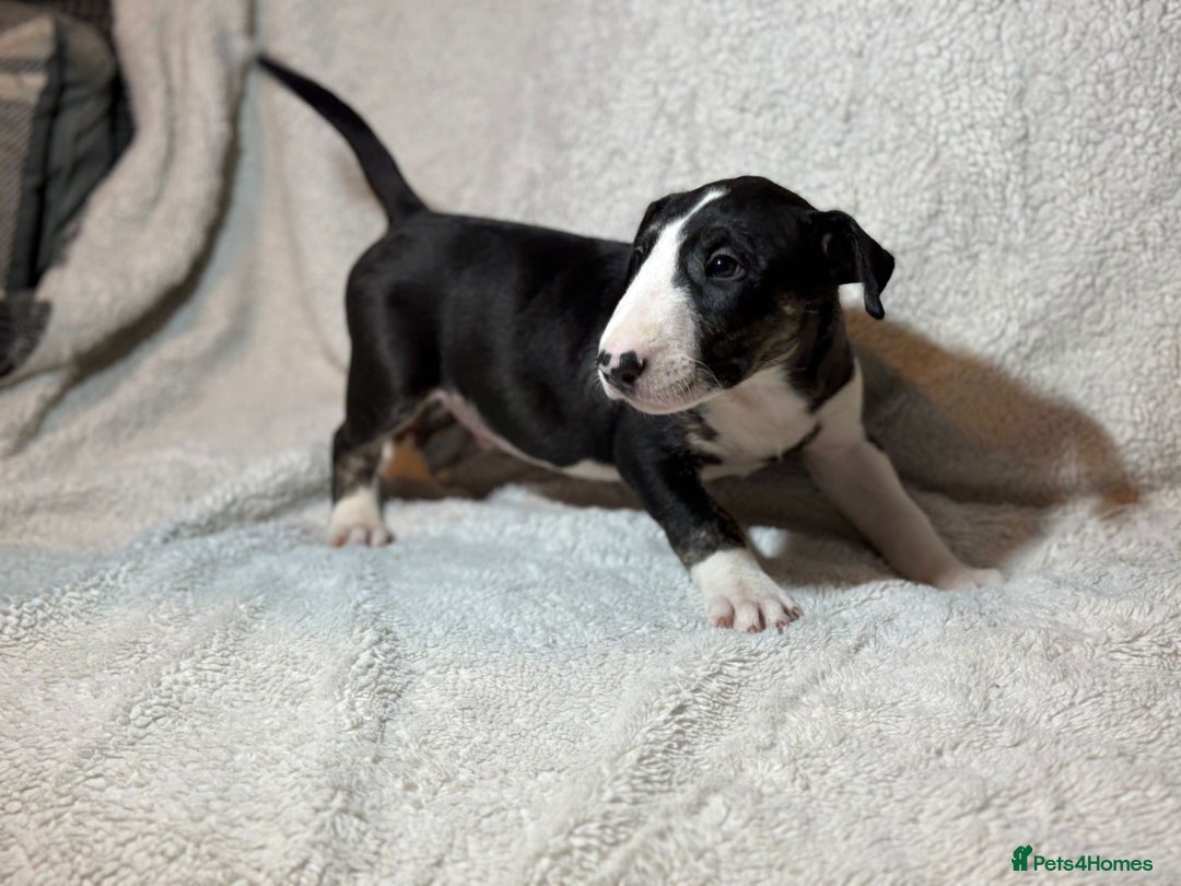 Bull Terrier dogs for sale: 💥 ENGLISH BULL TERRIERS   💥 - Image 4