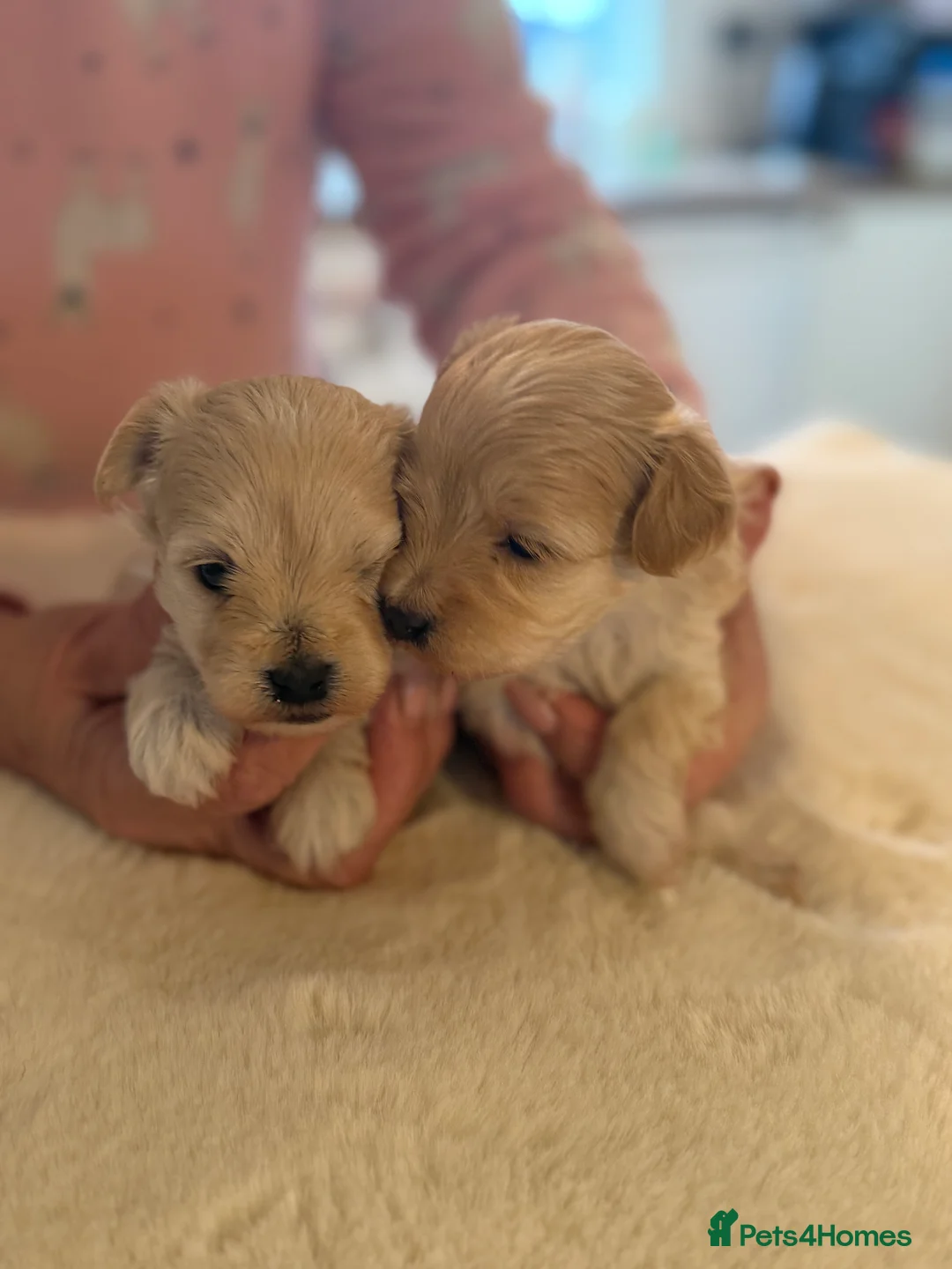 Maltipoo dogs for sale: BEAUTIFUL MALTIPOO F1 PUPPIES  - Advert 2
