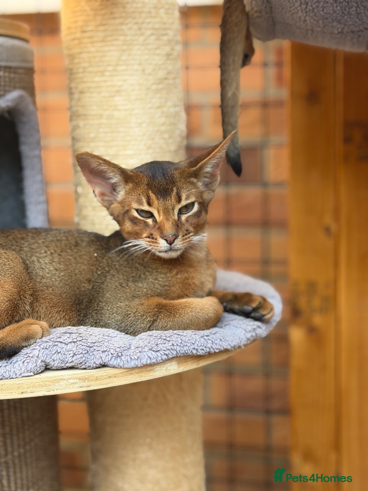 Abyssinian cats  Abyssinian kittens 🐈‍⬛  - Advert 2
