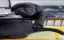 Labrador Retriever dogs for sale: Kc registered 5*breeder  - Image 4