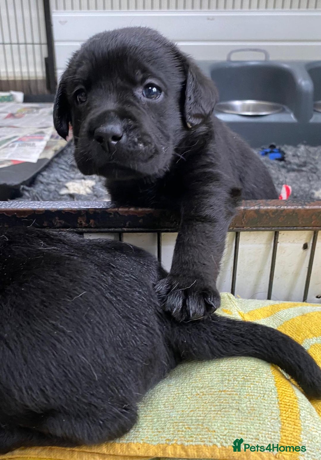 Labrador Retriever dogs for sale: Kc registered 5*breeder  - Image 4