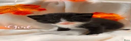 Mixed Breed cats for sale: Half Scottish adorable cuties 🩷🩵 - Advert 9
