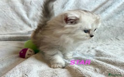 Persian cats for sale: **LAST ONE** Stunning pure Persian Kittens PKD Neg - Image 27