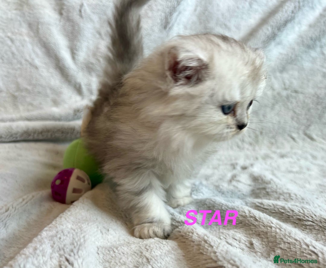 Persian cats for sale: **LAST ONE** Stunning pure Persian Kittens PKD Neg - Image 27