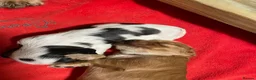 Cocker Spaniel dogs for sale: Cocker spaniels, KC, health checked puppies - Advert 7