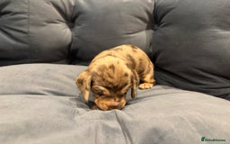 Dachshund dogs for sale: Dachshund puppies for sale  - Image 18