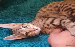 Savannah cats for sale: Fabulous F5 SBT Savannah Kittens! - Image 7