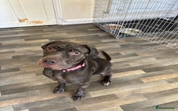 Cane Corso dogs for sale: Luna the cane corso - Image 2