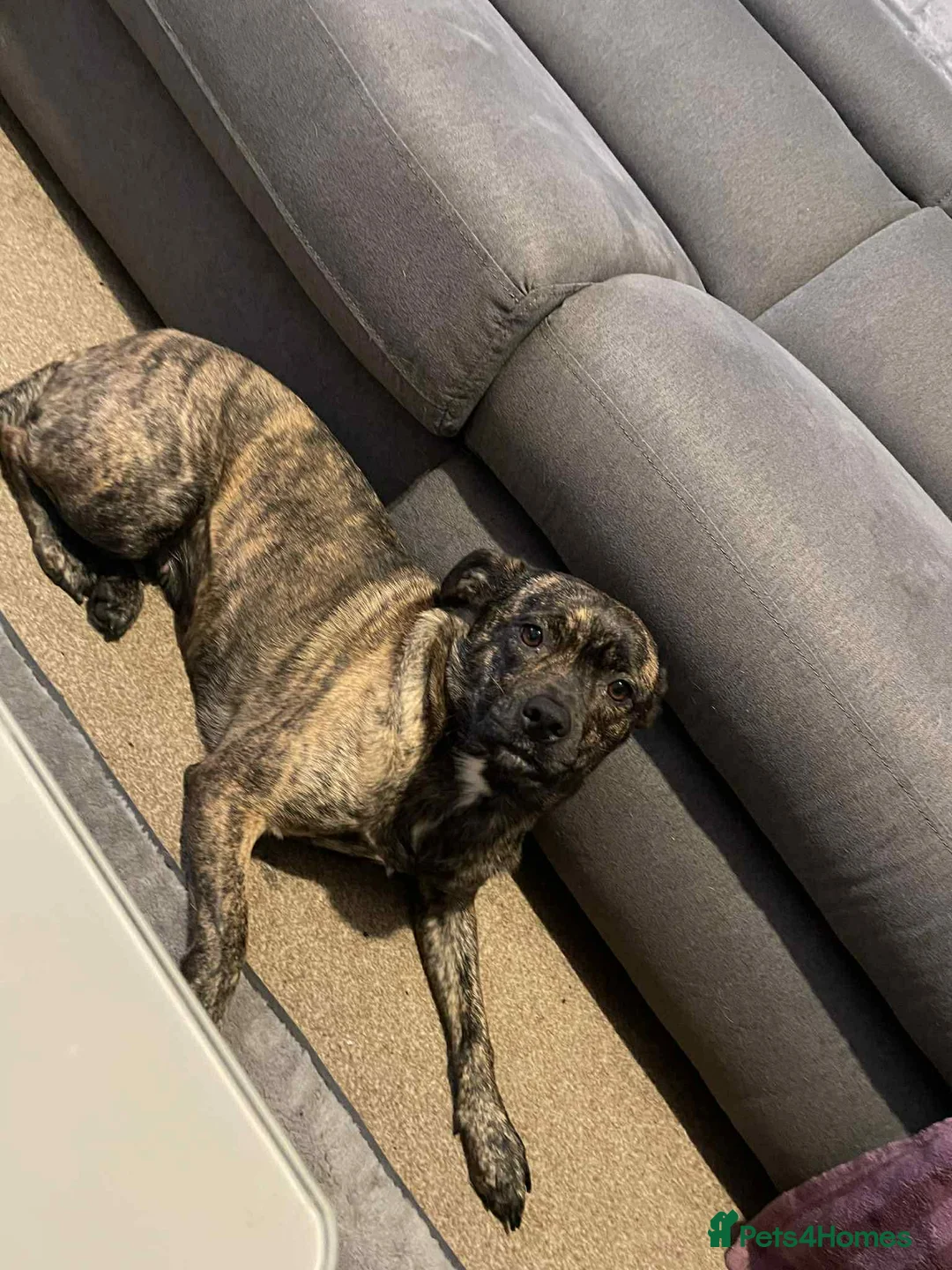 Mixed Breed dogs for sale: Staffy/Husky Puppies  - Advert 1