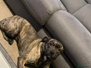 Mixed Breed dogs Staffy/Husky Puppies - Advert 1