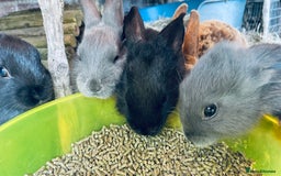 Mixed Breed rabbits for sale: Baby rabbits - Image 6
