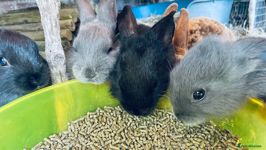 Mixed Breed rabbits for sale: Baby rabbits - Image 6