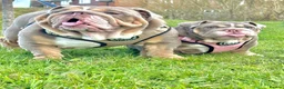 English Bulldog dogs for sale: Two Tru colour English bulldogs - Advert 25