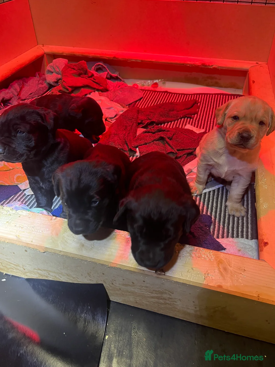 Labrador Retriever dogs for sale: Labrador Puppies for sale  - Advert 4