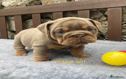 English Bulldog dogs for sale: Beautiful KC lilac & tan English bulldog puppies - Image 28