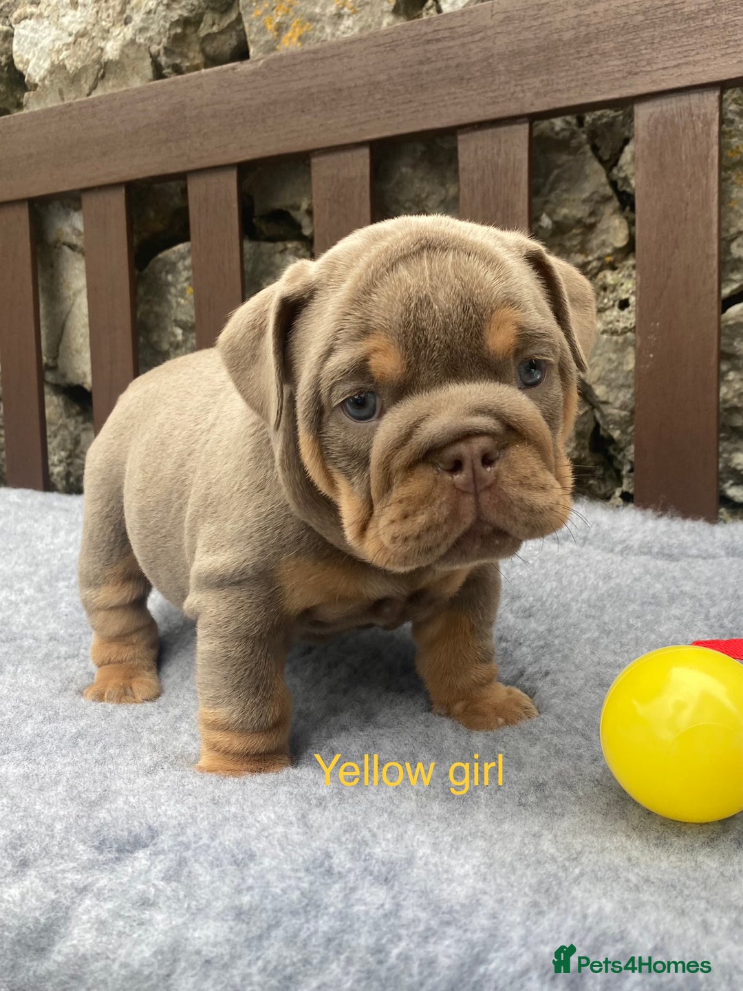English Bulldog dogs for sale: Beautiful KC lilac & tan English bulldog puppies - Image 28