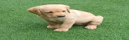 Labrador Retriever dogs for sale: READY TO LEAVE 🐶🐶 - Advert 8