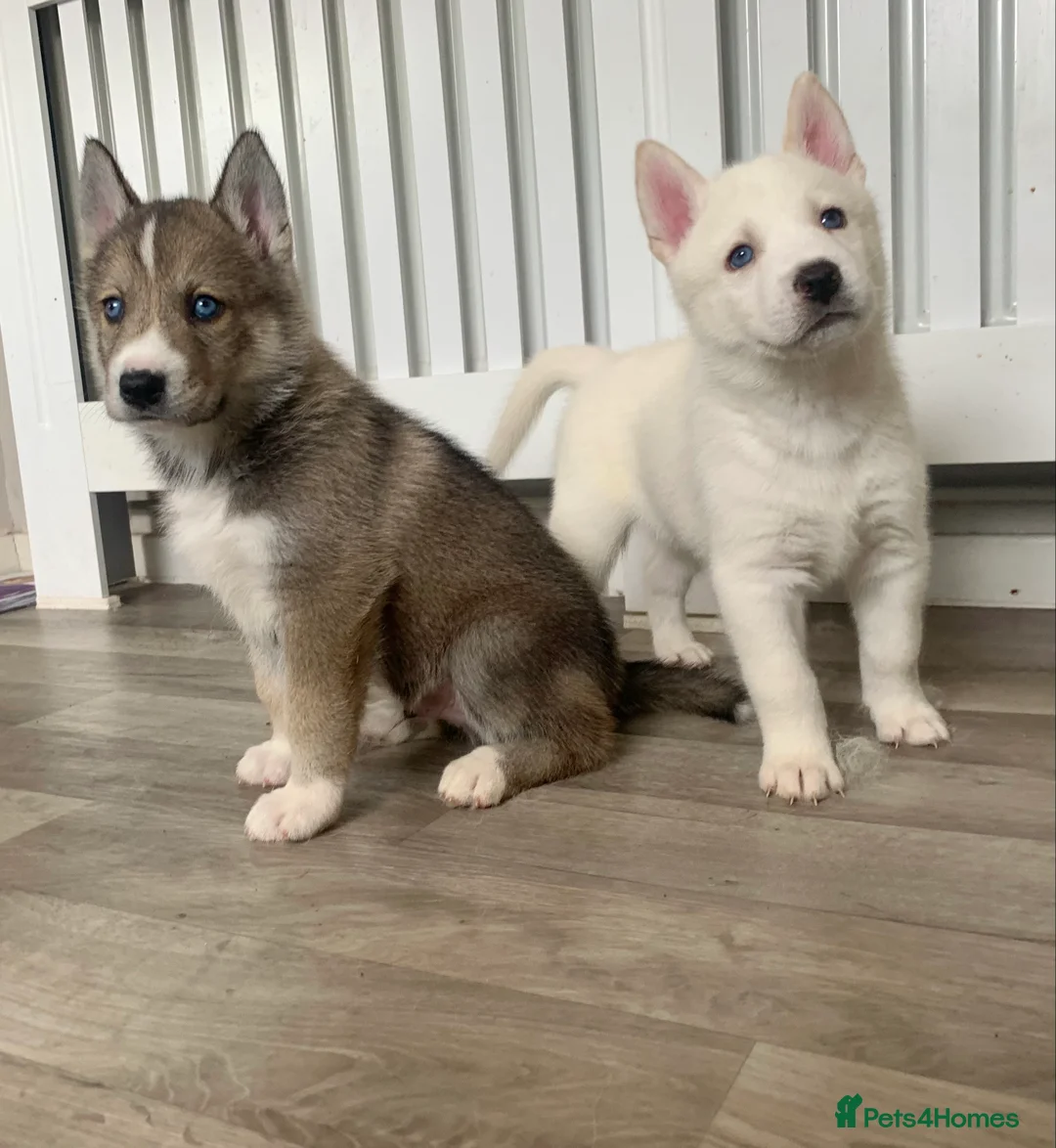 Siberian Husky dogs for stud: EXTREMELY RARE SABLE AGOUTI SIBERIAN HUSKY STUD in Coalville - Advert 10
