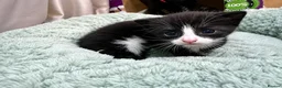 Mixed Breed cats for sale: Kittens - Advert 11
