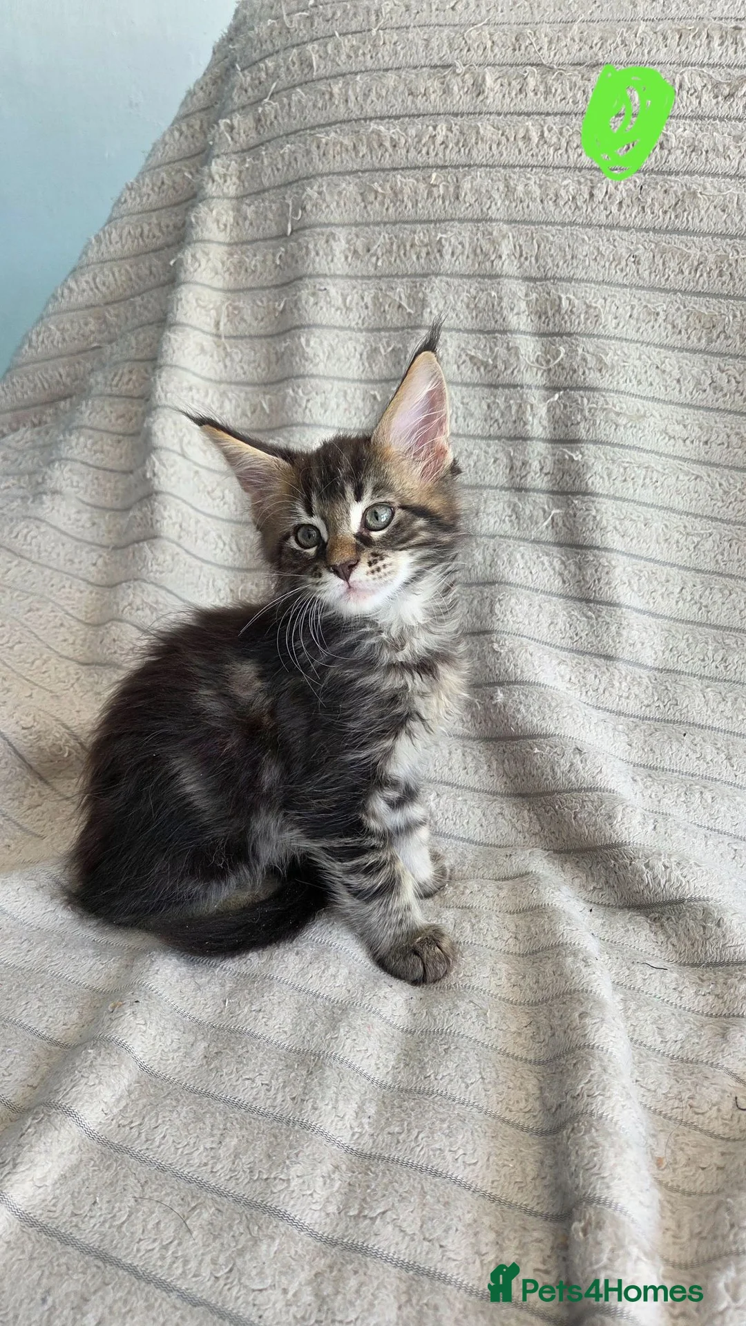 Maine Coon cats for sale: Maine coon - Advert 9