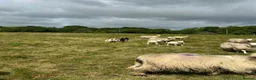 Sheep livestock for sale: Valais Blacknose x Jacob Ewe Lamb in Bexhill-on-Sea - Advert 4