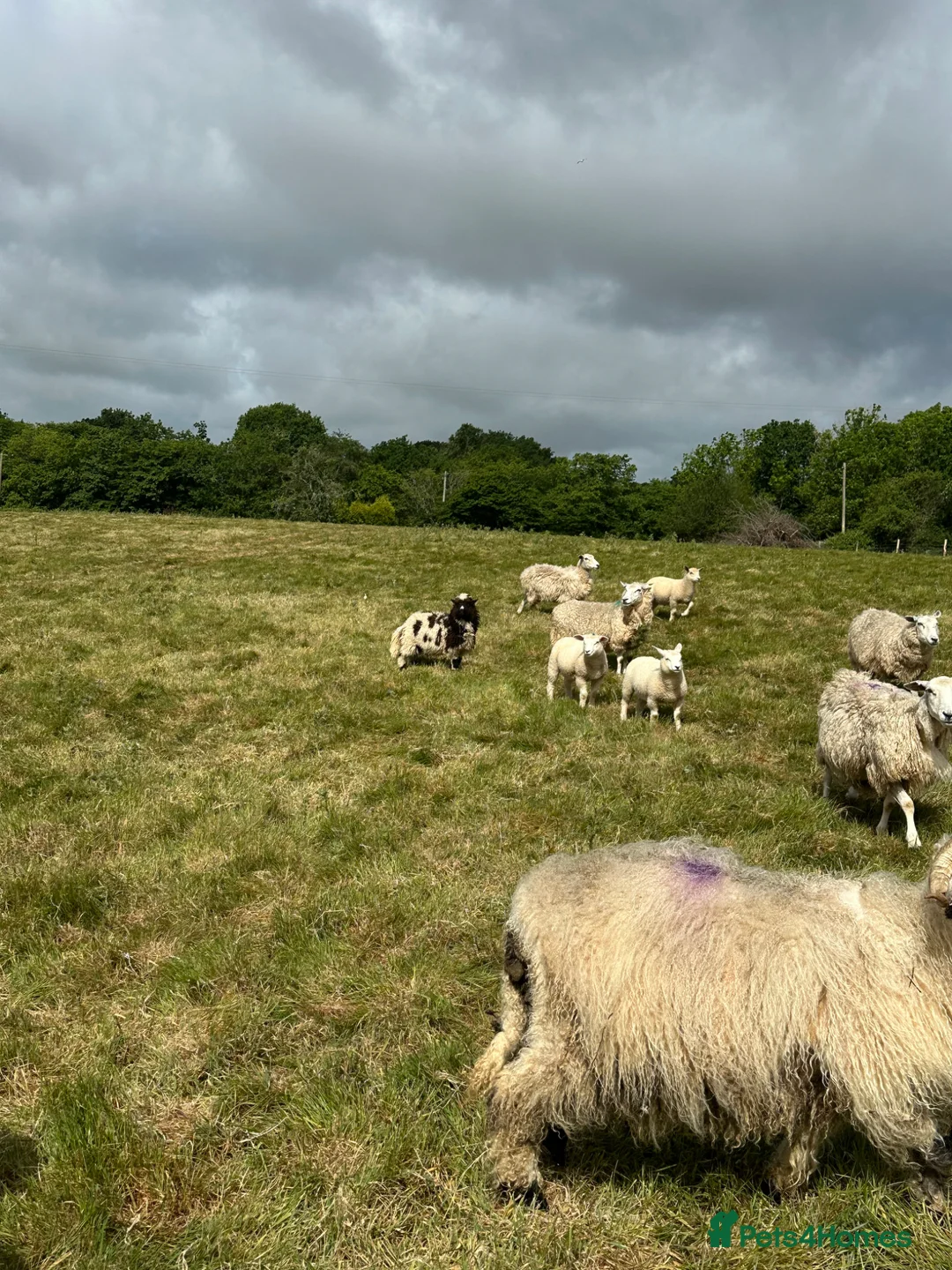 Sheep livestock for sale: Valais Blacknose x Jacob Ewe Lamb in Bexhill-on-Sea - Advert 4