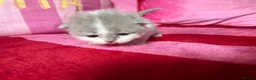 British Shorthair cats for sale: Champion Line British Shorthair Kittens 😻🥇🏆🐾 - Advert 8