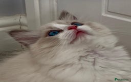 Ragdoll cats for sale: PEDIGREE RAGDOLL KITTENS (GCCF)– last 1 left! in Buntingford - Image 11