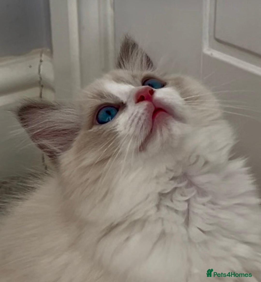 Ragdoll cats for sale: PEDIGREE RAGDOLL KITTENS (GCCF)– last 1 left! in Buntingford - Image 11