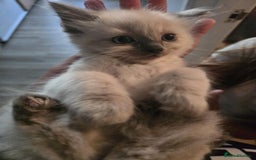 Ragdoll cats for sale: Ragdoll Kittens - Image 12