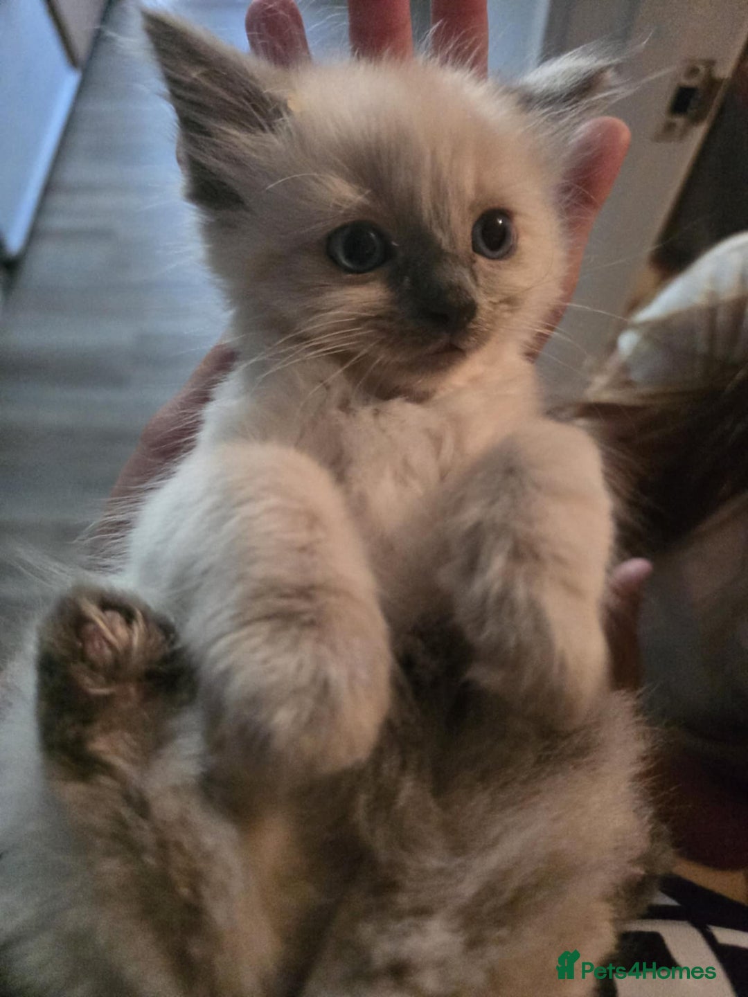 Ragdoll cats for sale: Ragdoll Kittens - Image 12