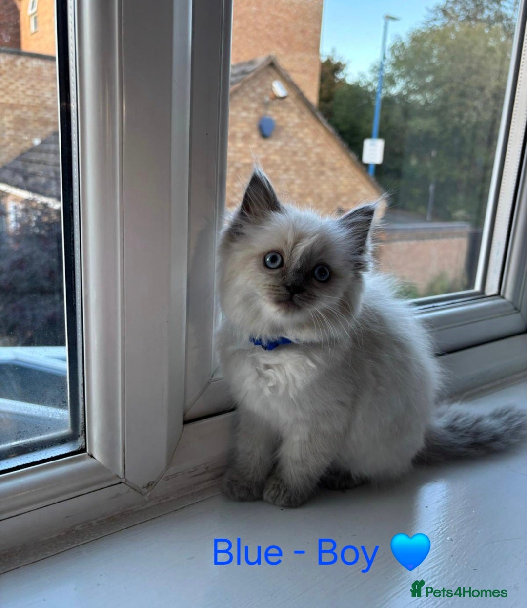 Ragdoll cats for sale: 💫 Blue Point Ragdoll Kittens 💫 - Image 7
