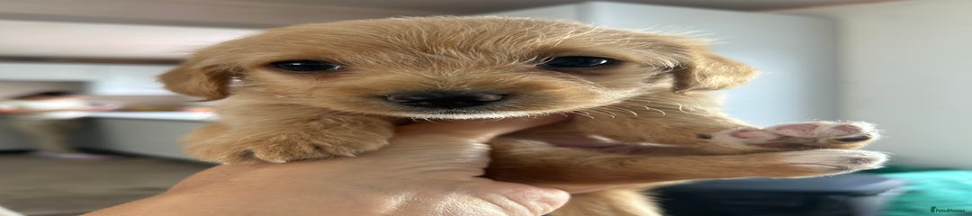 Jackapoo Puppy 4