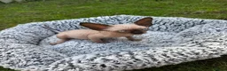 Sphynx cats for sale: Beautiful Canadian Sphynx Boy – Ready for His Home - Advert 10